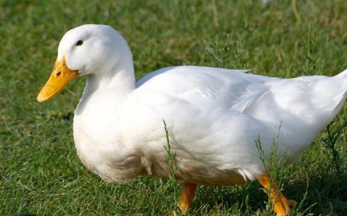 Пекинская порода ( Pekin duck)