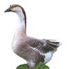 Переяславль қазы (Pereyaslav goose)