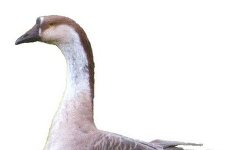 Переяславль қазы (Pereyaslav goose)