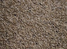 Пять крупных проектов по переработке зерна запустят в Казахстане