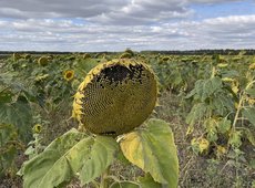 Фермеры просят снять ограничения на вывоз семян подсолнечника