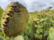 Цены закупа подсолнечника маслозаводами проверят в Казахстане