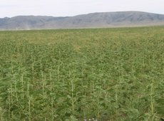 Подсолнечник начали выращивать в Карагандинской области