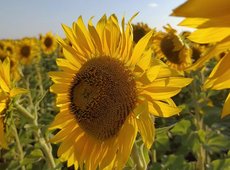 Вопрос с хранением и сбытом большого урожая масличных решают в МСХ