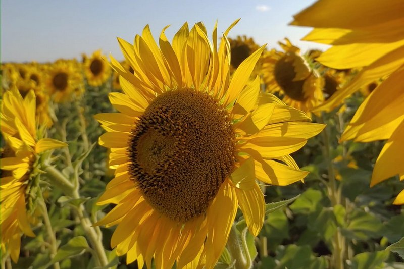 Вопрос с хранением и сбытом большого урожая масличных решают в МСХ