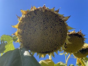 Засуху прогнозируют в 12 регионах Казахстана в августе