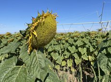 Фермеров Казахстана стимулируют сдавать семена масличных на переработку в Казахстане