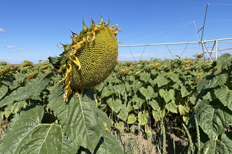 Фермеров Казахстана стимулируют сдавать семена масличных на переработку в Казахстане