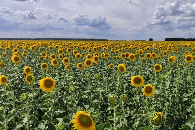 Фермеры Казахстана могут застраховать посевы масличных от засухи