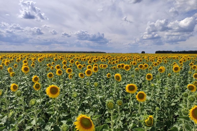 Продкорпорация увеличила форвардный закуп масличных культур