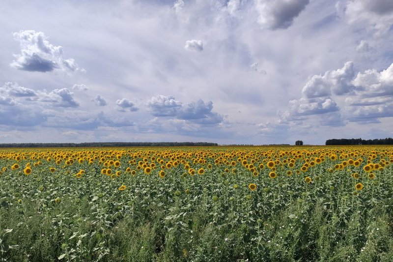 В Казахстане началось страхование посевов масличных