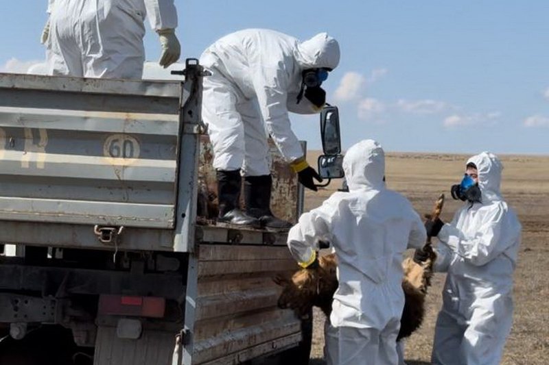 Более 33 тыс. голов скота отогнано из районов подтопления в Казахстане