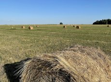 Засушливые условия прогнозируют в 12 регионах Казахстана