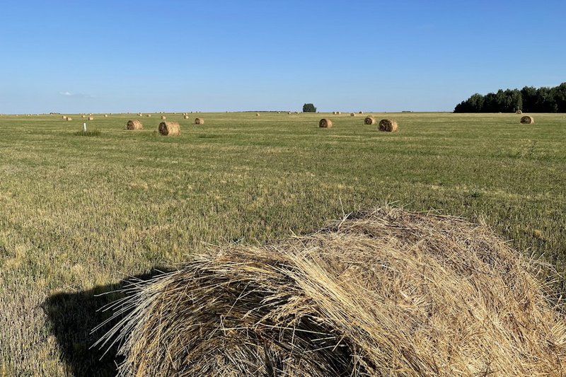 Засушливые условия прогнозируют в 12 регионах Казахстана