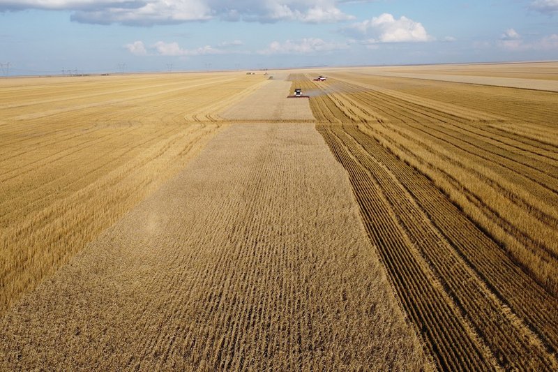 В Казахстане 80% посевов обеспечат семенами отечественной селекции