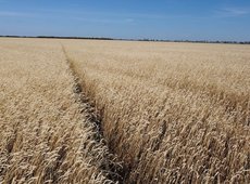 Более 100 новых сортов и гибридов сельхозкультур выведут в Казахстане