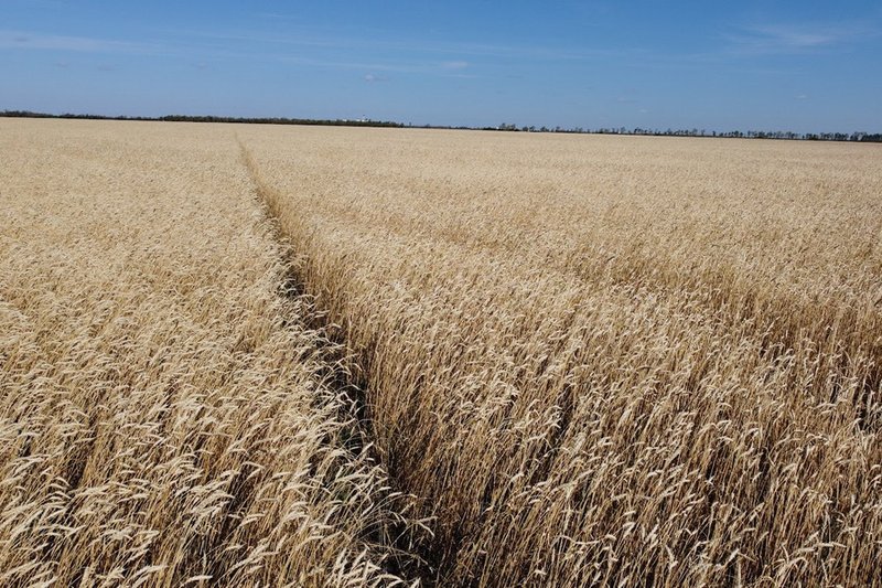 Более 100 новых сортов и гибридов сельхозкультур выведут в Казахстане