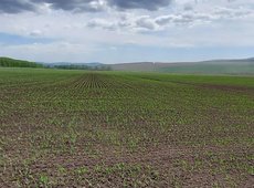 На юге Казахстане погибло от 4 до 20% посевов озимой пшеницы