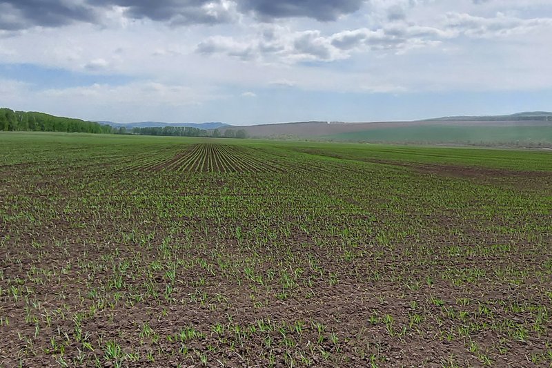 На юге Казахстане погибло от 4 до 20% посевов озимой пшеницы