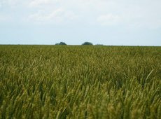 Провести ревизию изъятых сельхозземель предложили в Казахстане