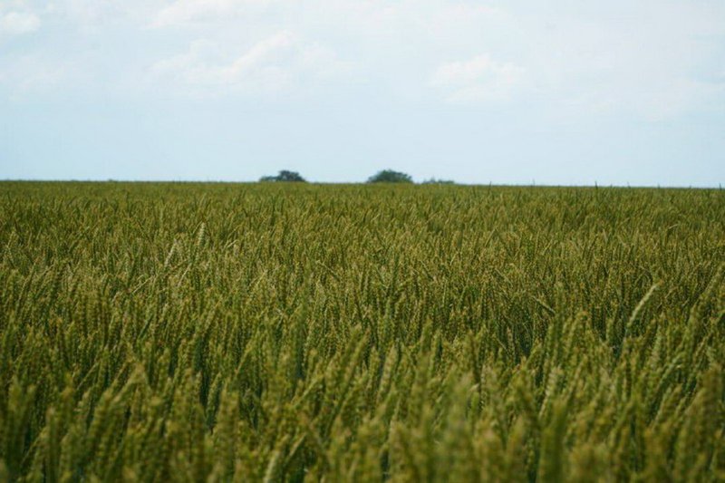 Провести ревизию изъятых сельхозземель предложили в Казахстане