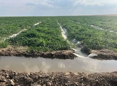 В Казахстане посевы сверх установленных лимитов лишат полива