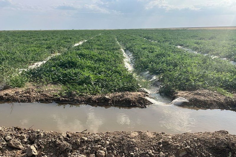 В Казахстане посевы сверх установленных лимитов лишат полива