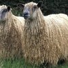 Полварс порода овец (Polvars)