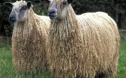 Полварс порода овец (Polvars)