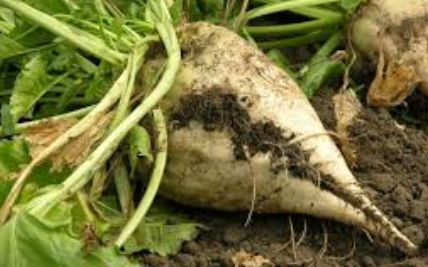 Сахарная свекла сорт Портланд