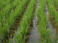 Технологию выращивания риса меняют в Кызылординской области