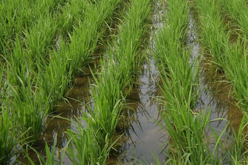 Технологию выращивания риса меняют в Кызылординской области