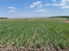 Порядок распределения земель оцифруют в Жетысу