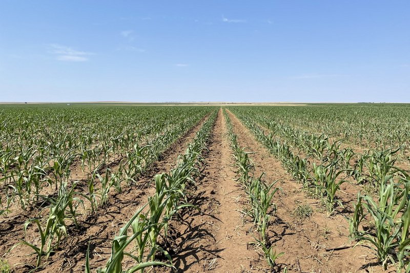 Прогноз по засухе на июнь дал Казгидромет