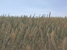 В Казахстане начался прием заявок на страхование посевов от засухи