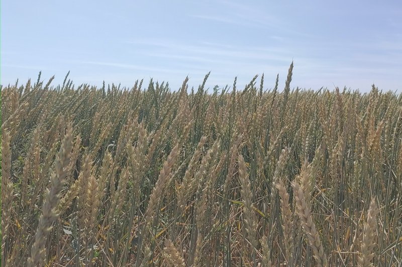 В Казахстане начался прием заявок на страхование посевов от засухи