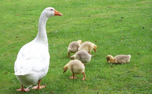 Оброшинский гусь (Obroshinsky goose)