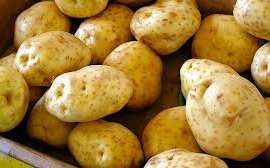 Картофель сорт Превосходный