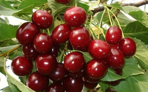 Вишня сорт Причуда