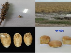 О проблеме прорастания зерна предупредили фермеров Казахстана