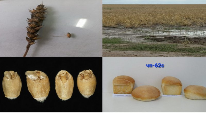О проблеме прорастания зерна предупредили фермеров Казахстана