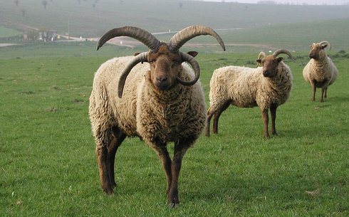 Мэн лохтан қой тұқымы (Manx Loaghtan)