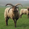 Мэн лохтан қой тұқымы (Manx Loaghtan)