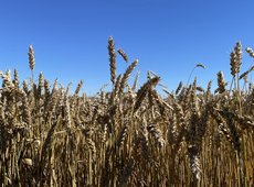 Экспорт казахстанского зерна в новом сезоне вырос на 20%