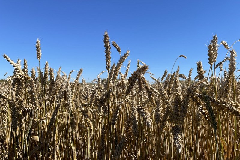Экспорт казахстанского зерна в новом сезоне вырос на 20%