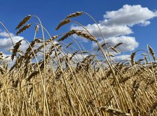 МСХ создаст единое окно по субсидированию услуг в АПК