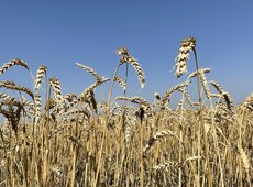 Казахстан намерен увеличить экспорт зерна в Таджикистан