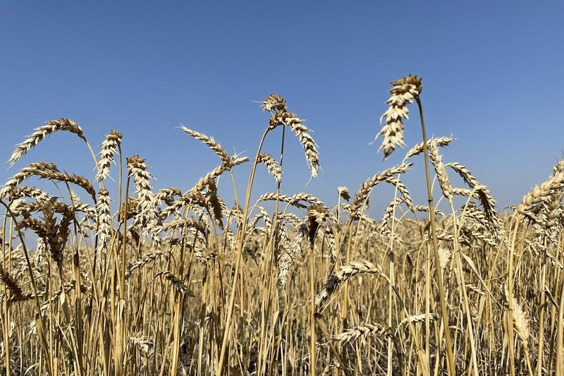 Казахстан намерен увеличить экспорт зерна в Таджикистан