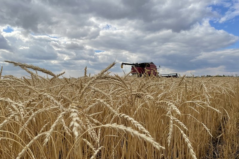 Посевы пшеницы в Казахстане сократились на 750 тыс. га
