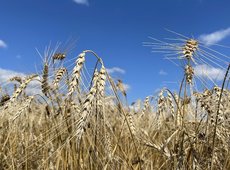 Пилотный проект по цифровой прослеживаемоcти семян запустили в Казахстане